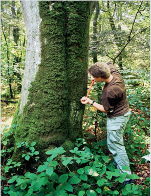 I dag her på bloggen skal vi tale om skovrejsning, som er noget, som jeg er begyndt at gå meget op i. Vi skal tale om miljøbevidsthed, hvad en skovrejsning er